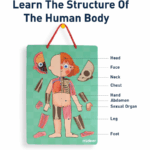 ⁦Mideer Body Magnetic Puzzle CT7013 ميدير لغز الجسم المغناطيسي⁩ - الصورة ⁦2⁩