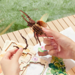 ⁦Mideer Wooden 3D Puzzle Hercules Beetle MD1346 ميدير أحجية خشبية ثلاثية الأبعاد على شكل خنفساء هرقل⁩ - الصورة ⁦2⁩