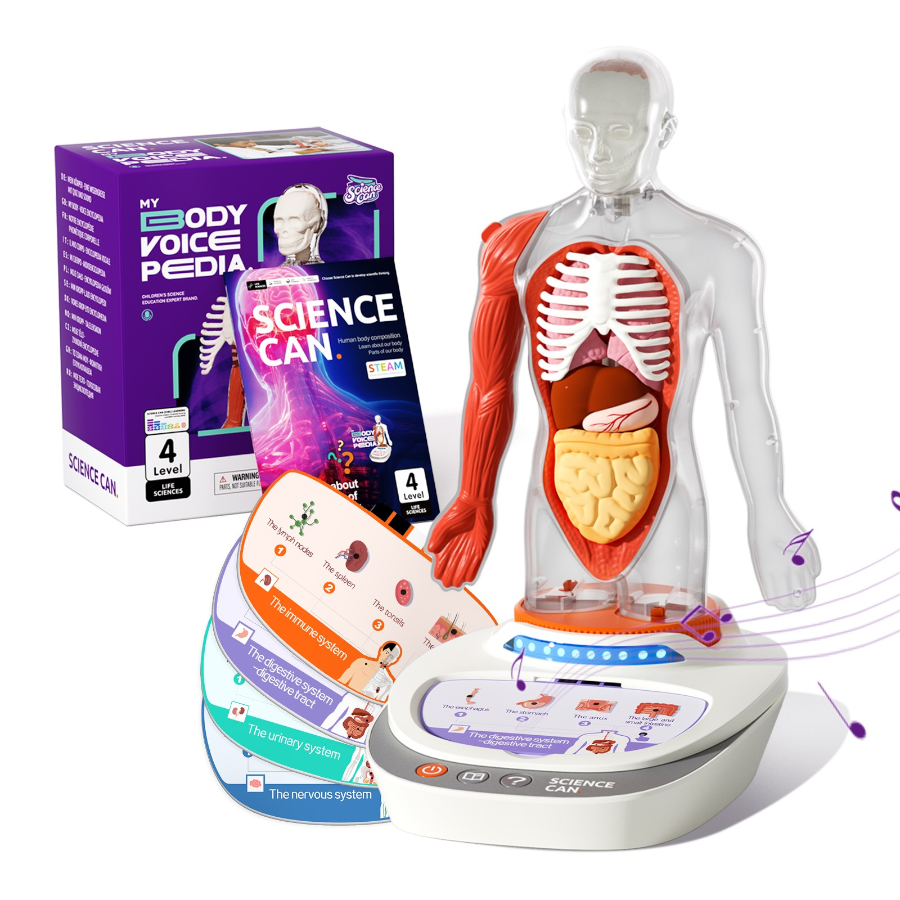 Interactive Human Body Anatomy Model – Educational STEM Toy with Voice Explanation مجسم جسم الإنسان التفاعلي للأطفال – لعبة تعليمية مع شرح صوتي لأعضاء الجسم Interactive Human Body Anatomy Model – Educational STEM Toy with Voice Explanation مجسم جسم الإنسان التفاعلي للأطفال – لعبة تعليمية مع شرح صوتي لأعضاء الجسم - الصورة 1