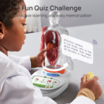 ⁦Interactive Human Body Anatomy Model – Educational STEM Toy with Voice Explanation مجسم جسم الإنسان التفاعلي للأطفال – لعبة تعليمية مع شرح صوتي لأعضاء الجسم⁩ - الصورة ⁦4⁩
