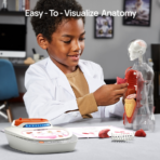 ⁦Interactive Human Body Anatomy Model – Educational STEM Toy with Voice Explanation مجسم جسم الإنسان التفاعلي للأطفال – لعبة تعليمية مع شرح صوتي لأعضاء الجسم⁩ - الصورة ⁦3⁩