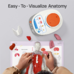 ⁦Interactive Human Body Anatomy Model – Educational STEM Toy with Voice Explanation مجسم جسم الإنسان التفاعلي للأطفال – لعبة تعليمية مع شرح صوتي لأعضاء الجسم⁩ - الصورة ⁦6⁩