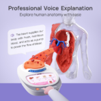 ⁦Interactive Human Body Anatomy Model – Educational STEM Toy with Voice Explanation مجسم جسم الإنسان التفاعلي للأطفال – لعبة تعليمية مع شرح صوتي لأعضاء الجسم⁩ - الصورة ⁦5⁩