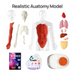 ⁦Interactive Human Body Anatomy Model – Educational STEM Toy with Voice Explanation مجسم جسم الإنسان التفاعلي للأطفال – لعبة تعليمية مع شرح صوتي لأعضاء الجسم⁩ - الصورة ⁦8⁩